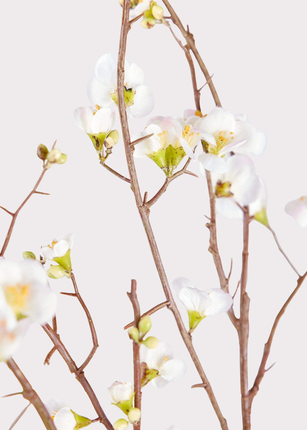 SAVE - Faux Quince Blossom Branch in Cream - 54