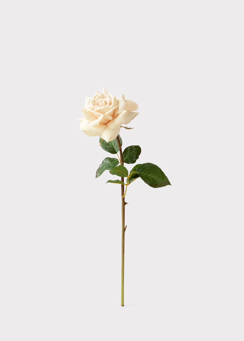Beige Real Touch Duchess Rose Fake Flower - 20