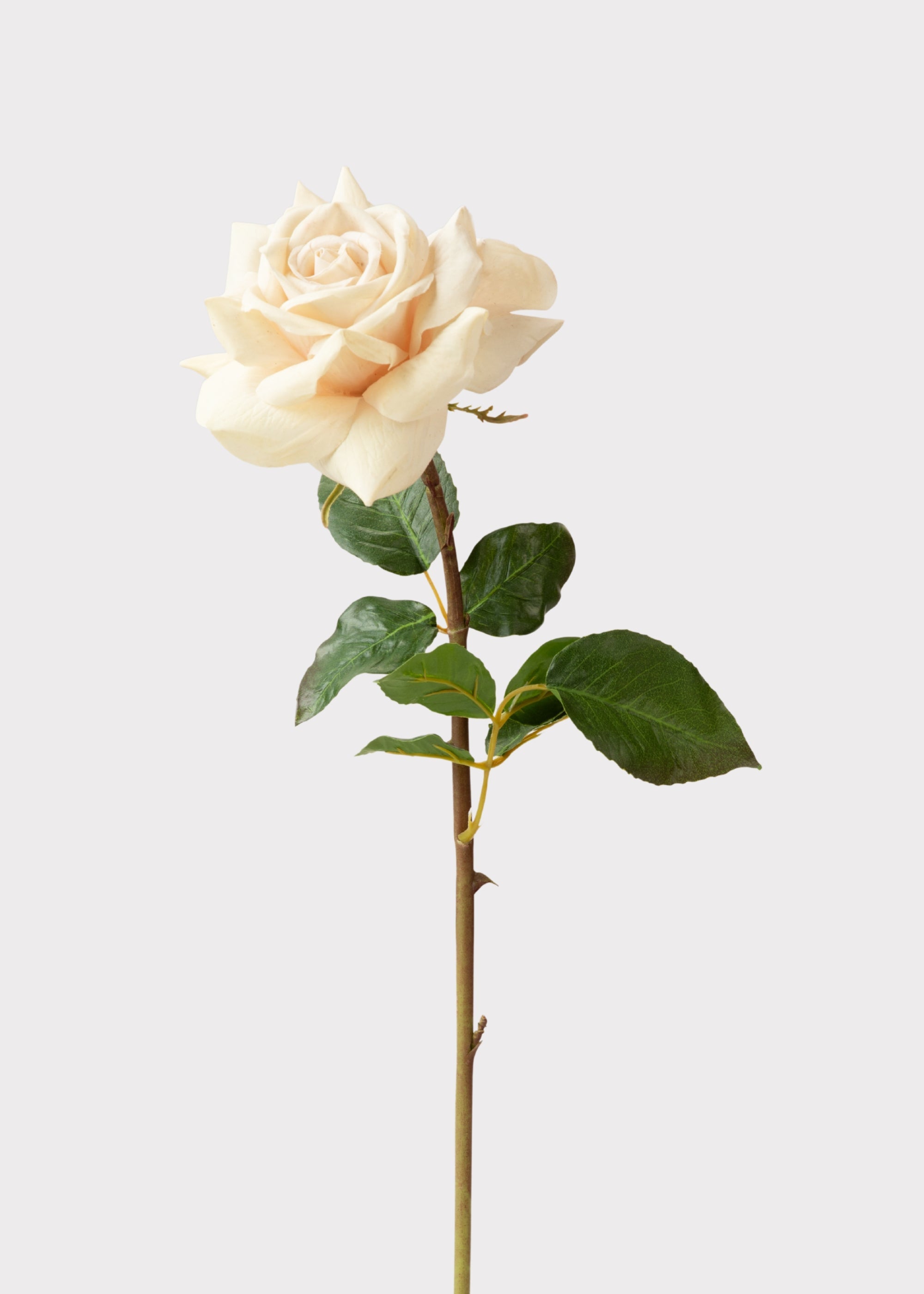 Beige Real Touch Duchess Rose Fake Flower - 20