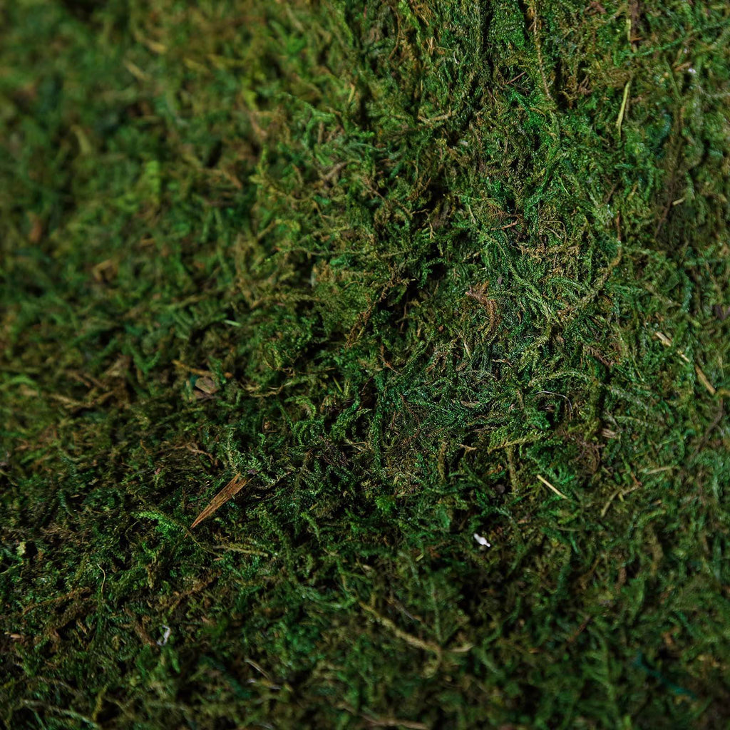 Preserved Natural Moss Wall Sheet Roll. Moss Landscape Panel 18x16