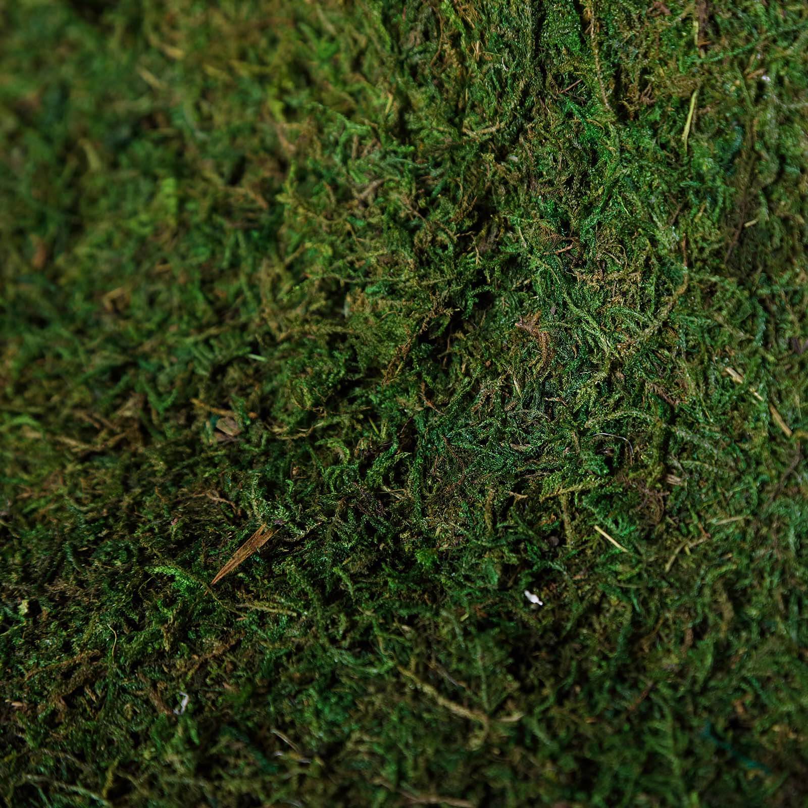 Preserved Natural Moss Wall Sheet Roll. Moss Landscape Panel 18x16