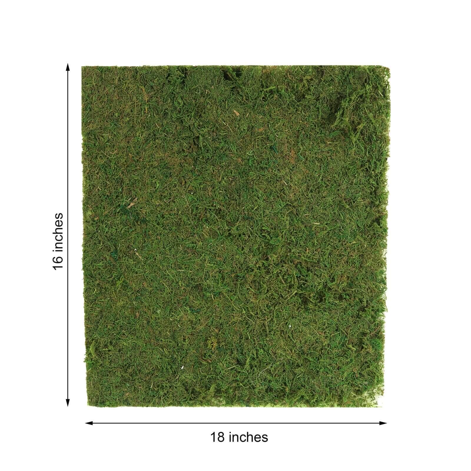 Preserved Natural Moss Wall Sheet Roll. Moss Landscape Panel 18x16